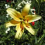 Lilium American Way